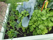 Zahrádka ve školce